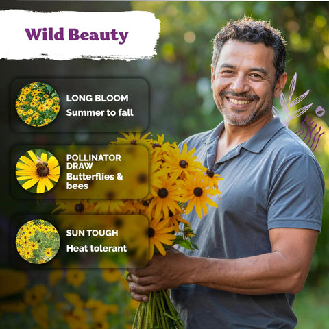 Top Shelf 10000 Black Eyed Susan Heirloom Flower Seeds For Planting Solid Gold Yellow Daisy held by a man in a garden.