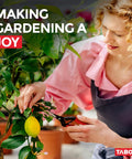 Gardener using Ultra Light Long Reach Pruning Shears For Garden And Florist Use on indoor lemon tree by window.