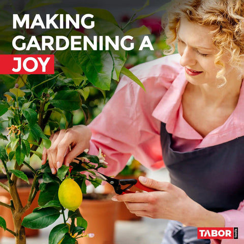Gardener using Ultra Light Long Reach Pruning Shears For Garden And Florist Use on indoor lemon tree by window.