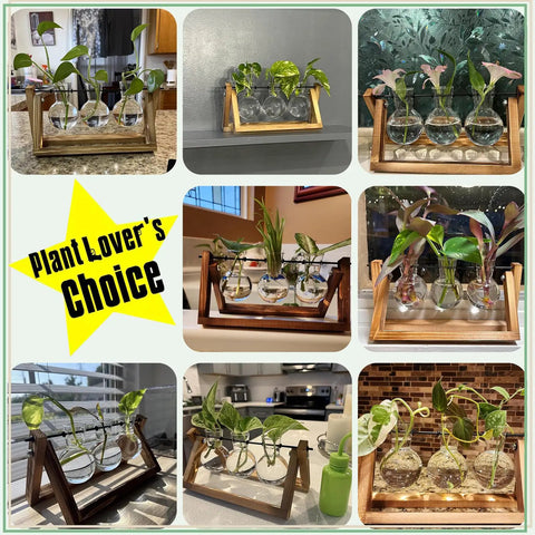 Collage of terrarium plant displays with wooden stuns and glass bulb vases for desktop hydroponics home decor