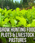 Buffalo Blend Seed Mix 50Lb Bulk For Wildlife Food Plots with daikon radish and clover sprouting in field