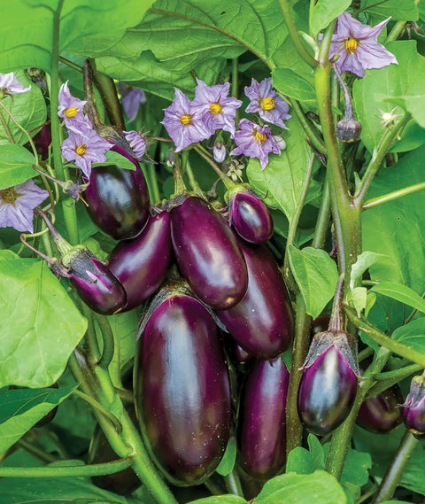Patio Baby Eggplant Seeds Pack Of 30 For Small Gardens And Containers Early Yielding All American Favorite Easy Indoor Start