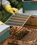 Beekeeper holding Two Pack Metal Queen Excluder For Beehives 10 Frame Size Pro Grade Durable Beekeeping Tool over beehive