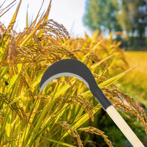 Beefy Long Handle Manganese Steel Hand Scythe for Weeding and Lawn Care Black Half Moon Blade in a field of wheat.