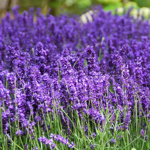 No Fuss Lavender Seeds For Indoor And Outdoor Gardens 7000 Plus Heirloom Seeds With High Germination Fragrant English Lavender For Culinary Crafts Easy To Grow Seed Pack 0.7 Oz