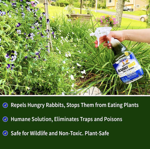Person spraying Ready-To-Use Bunny-Proof Outdoor Rabbit Repellent Spray With Mint Scent, Safe For People Pets And Plants, Keeps Your Garden And Lawn Bunny Free, 40 Fl Oz on garden plants