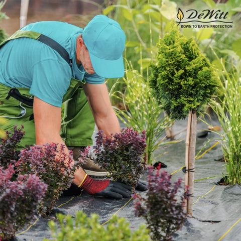 Gardener installing Weed Barrier Fabric Three Point Two Ounce Heavy Duty Ground Cover in garden with plants and shrubs visible.