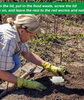 Woman installing Two Pack Inground Worm Composters For Home Gardens And Raised Beds Worm Farm Bin Kit For Garden Use