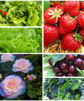Pro Grade Ultra Fine Garden Netting 2 Pack 10x33 Ft Mesh Pest Barrier For Vegetables Fruits Flowers Crops; before and after lettuce, strawberries, roses, cherries, blueberries image.