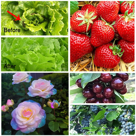Pro Grade Ultra Fine Garden Netting 2 Pack 10x33 Ft Mesh Pest Barrier For Vegetables Fruits Flowers Crops; before and after lettuce, strawberries, roses, cherries, blueberries image.