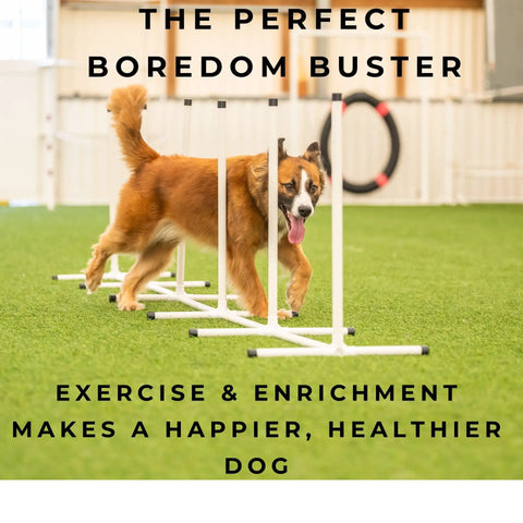 Dog weaving through weave poles from Backyard Dog Agility Starter Kit With 10 Foot Tunnel, Tire Jump, Bar Jump, Weave Poles, Sandbags And Pause Box For Home Training, A 5 Piece Agility Set For Active Pups And Beginners