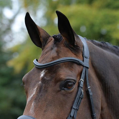 Close-up of horse wearing ComFiTec Vogue Anatomical Bridle With Ultra Soft Padding Headpiece, curved nose piece visible