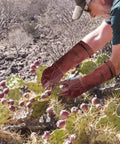 Gardener using Thorn Proof Long Gardening Gloves For Women And Men Heavy Duty Pruning Gauntlets For Roses Blackberries Cactus And Holly