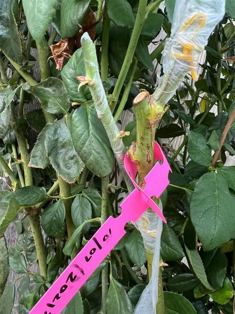 Grafting with Two Pack Stretchable Grafting Tape For Garden Pros And Green Thumbs Waterproof Self Adhering Budding Tape Ideal
