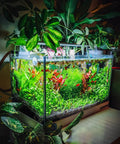100 Mixed Aquarium Grass Seeds For Planting In Tanks Ponds And Patio Containers Easy To Grow Aquatic Grass Garden 2 To 6 Inches Tall Rich Color Mix Fast Germination Low Maintenance in planted glass aquarium