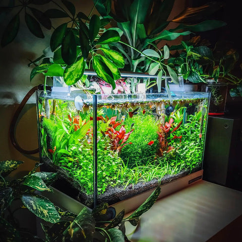 100 Mixed Aquarium Grass Seeds For Planting In Tanks Ponds And Patio Containers Easy To Grow Aquatic Grass Garden 2 To 6 Inches Tall Rich Color Mix Fast Germination Low Maintenance in planted glass aquarium