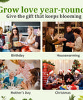 Indoor Herb Garden Starter Kit Beginner Friendly With 7 Herbs Like Basil Parsley Thyme Mint Cilantro Dill Oregano gift settings.