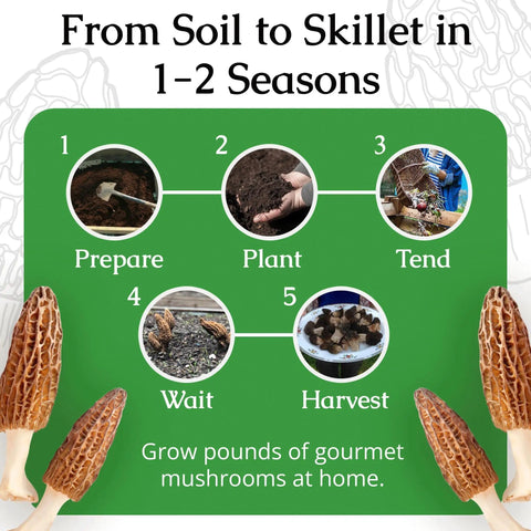 Grow Gourmet Morels At Home With This Easy Morchella Mushroom Kit For Backyard Growers Works In Any Soil Type Across The USA Full Instructions Outdoor Cultivation Made In The USA illustrated cultivation process diagram with morel mushrooms.