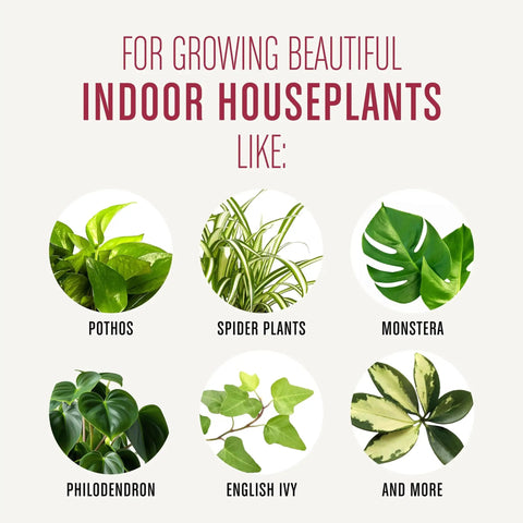 Top Shelf 4 Quart Indoor Plant Potting Mix Loaded With Fast Feeding Fertilizer keeps houseplants like pothos and spider plants thriving.