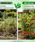 Comparison before and after using Foldable Two Panel Garden Trellis for Climbing Plants in garden with tomato plants.
