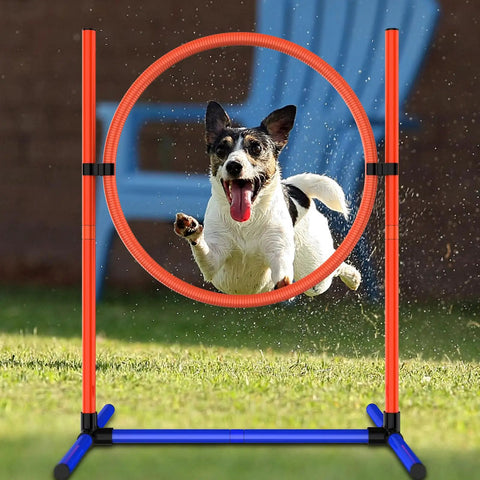Small dog jumping through hoop in durable indoor outdoor dog agility set with jump rings poles pause box and storage bag