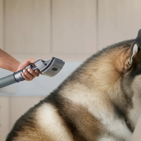 Groom Tool For Upright Vacuums That Makes Pet Hair Cleanup A Breeze With Fine Bristles on dog's back, ideal for Dyson UP13-UP30.
