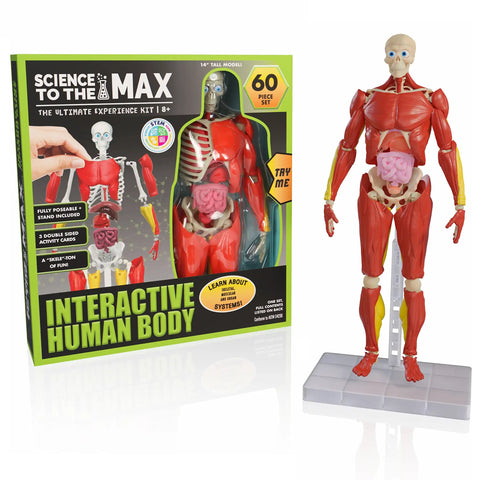 Hands On Interactive Human Body Model With Fully Poseable Anatomy Figure 14 Inch Tall Anatomy Kit Featuring Removable Muscles Organs And Bones STEM Toy For Ages 8 And Up, shown assembled next to its box.