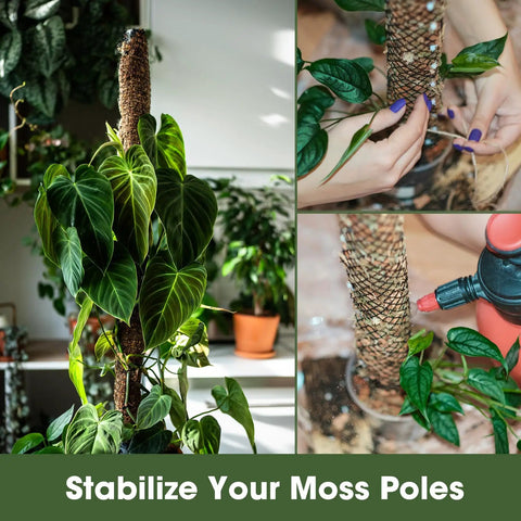 Moss pole stabilizing process with hands securing wire mesh to support plant growth indoors.