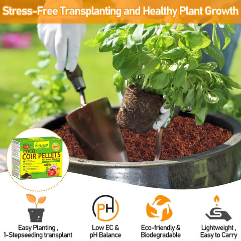 Gardener using 50 Pack 30mm Coco Coir Pellets Seed Starter Soil Mix Organic Coconut Coir Pods with plant in pot for transplanting