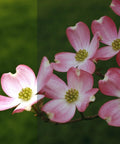 Pink dogwood flowers against a partially shaded background, showcasing the Static Cling Window Film For Home Use's glare reduction.