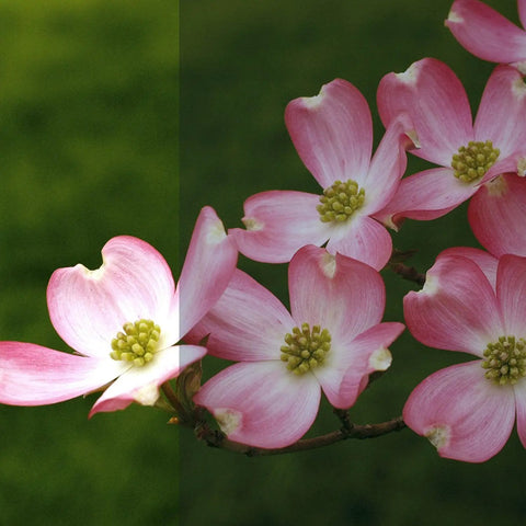 Pink dogwood flowers against a partially shaded background, showcasing the Static Cling Window Film For Home Use's glare reduction.