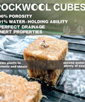 Rockwool Cubes 1 Inch for Hydroponics with seedling sprouting, showing water retention and aeration properties.