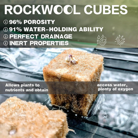 Rockwool Cubes 1 Inch for Hydroponics with seedling sprouting, showing water retention and aeration properties.