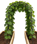Heavy Duty Garden Arch Trellis For Climbing Plants With Adjustable Width Sturdy Metal Plant Support 7.4Ft Tall And 2.8Ft Deep Ideal Outdoor Arch For Vines Veggies And Flowers covered in cucumber plants