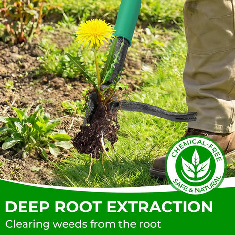 Stand Up Weed Puller with Two Weed Ejects extracting dandelion with 43.7 inch long handle and metal four-claw head in use