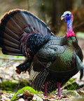 Turkey Archery Target Realistic Hunt Ready 20 By 22 And A Half Inch Photoreal Life Size Plastic Target in forest setting