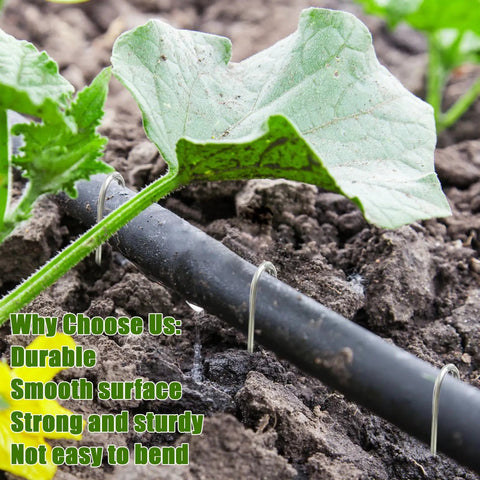 100 Pack Drip Irrigation Staples, J Shape Garden Stakes securing half inch drip tubing in garden soil