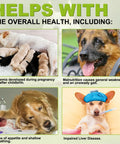 Image illustrating health issues in dogs including anemia, malnutrition, and impaired liver disease related to Game Changer Milk Thistle For Dogs With 180 Chewable Tablets Top Shelf Natural Liver Support And Kidney Repair Plus Solid Immune System Defense Wrapped In Doggo Loving Peking Duck Flavor.
