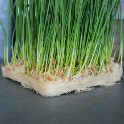 Hydroponic Confetti Grow Medium For Microgreens And Wheatgrass 5 Lb Bag Compostable Wood Fiber High Water Holding Capacity Plastic Free