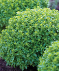 Boxwood Basil Seeds For Edging And Herb Gardens Indoor And Outdoor, Low Maintenance Compact Sweet Basil For Containers
