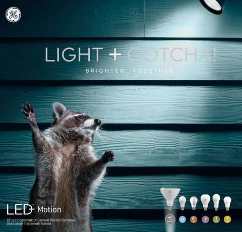Raccoon under Outdoor Motion Sensor Flood Light Bulb 90W Replacement Warm White Dusk To Dawn, illuminating exterior wall