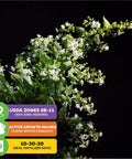 Night Blooming Jasmine Live Plant Cestrum Nocturnum Starter Plant with fragrant night flowers against a black background.