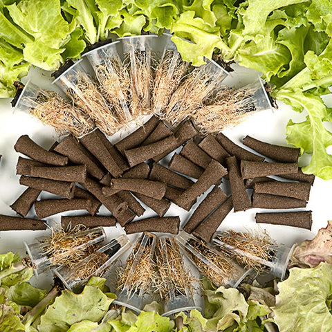 Cone Shaped Grow Sponges For Cloning And Germination, 50 Pack Plant Starter Pods surrounded by young leafy greens