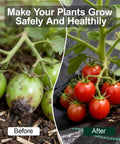 Comparison of tomato plants before and after using Heavy Duty Weed Barrier Landscape Fabric 4 Ft by 100 Ft 3.2 Oz Woven Geotextile Mat