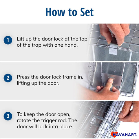 Instructions on setting up Medium One Door Live Catch Humane Trap For Rabbits Skunks Minks And Squirrels With Smooth Internal Edges