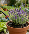 50 Pack 0.5 GPH Pressure Compensating Drippers For Garden Irrigation System watering lavender in terracotta pot