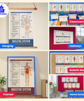 Collage of Eight Essential Human Body Systems Posters Set For Science Classrooms, A Must Have For K12 Teachers And Students, 12 x 18 Inch Posters, Made In USA displayed in various settings.