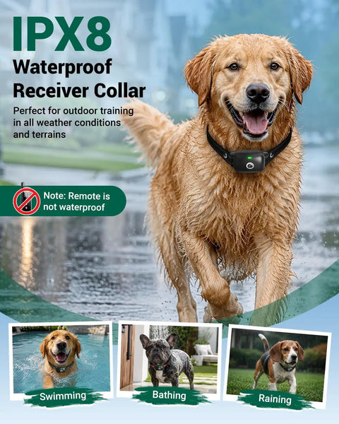 Hella Tough Long Range Dog Training Collar With 2600 Foot Waterproof Remote on wet Golden Retriever outdoors.