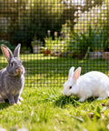 Two rabbits in grassy yard behind Heavy Duty Vinyl Coated Chicken Wire Mesh Roll Seventy Two By One Hundred Feet Galvanized Hardware Cloth.
