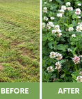 Before and after using White Dutch Clover Seed Kit 1 Lb Organic Coated Ground Cover for natural lawn transformation.